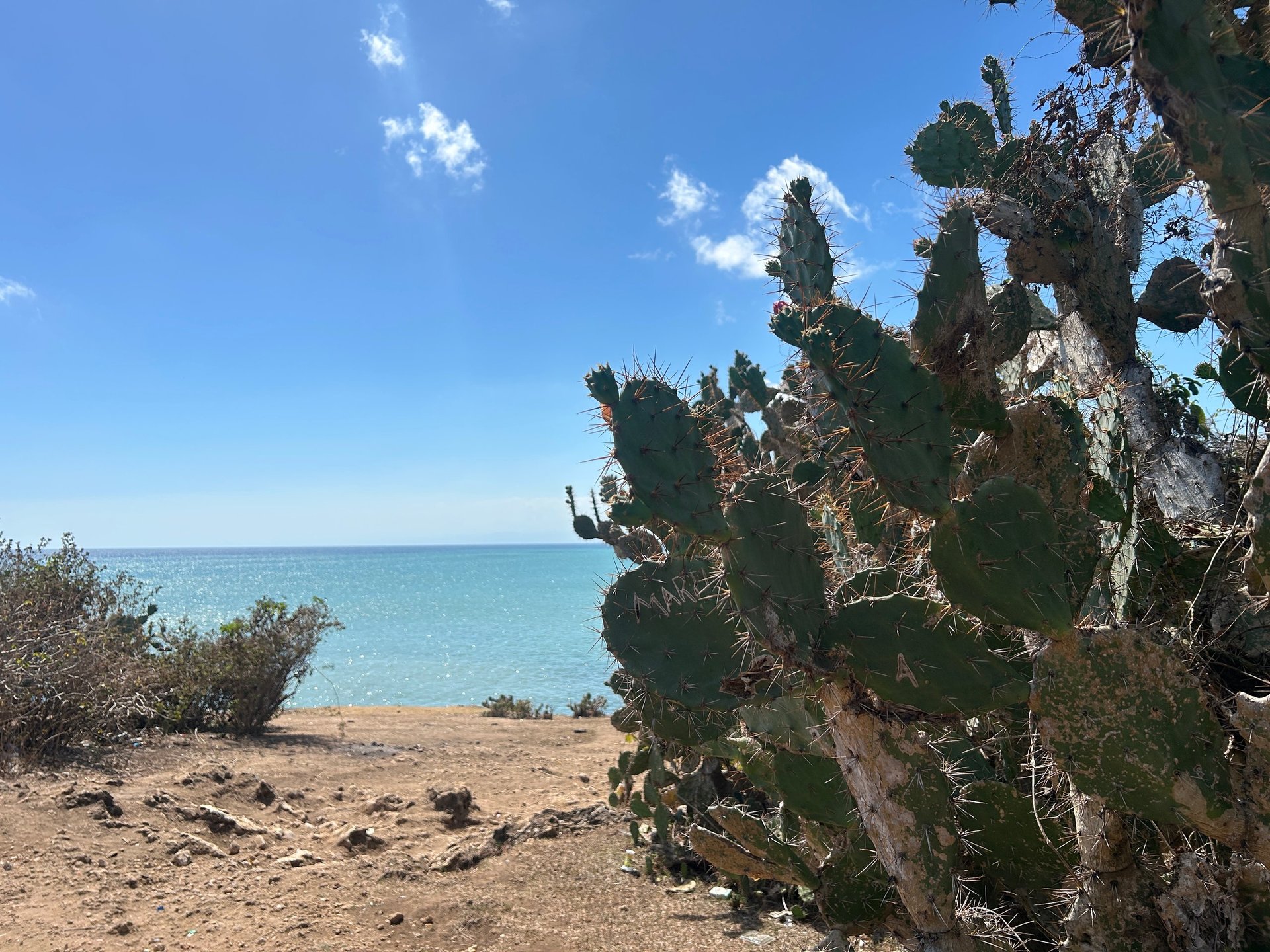 Wild cactus growing along a rocky coastal landscape, with the blue ocean and clear sky in the background